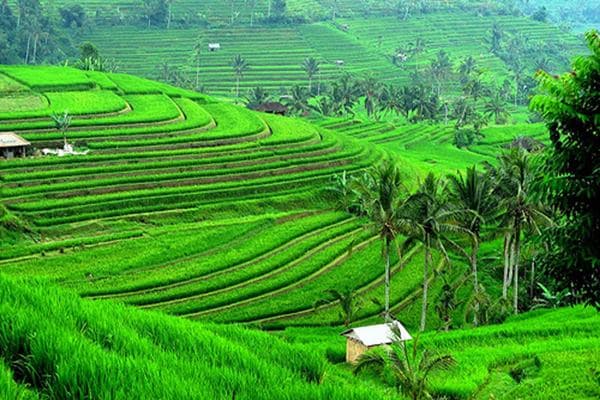 Jatiluwih rice terraces